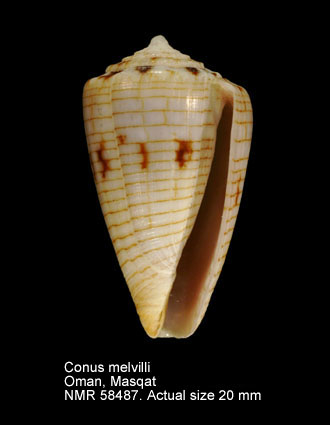 Conus melvilli.jpg - Conus melvilliG.B.Sowerby,1879